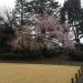 Kyu-Furukawa Garden in Tokyo city