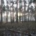 Сосновая роща в городе Ирбит