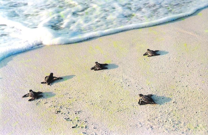 Turtle Islands National Park