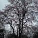 Weeping cherry Ⅱ in Tokyo city