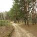 Shcherbachivskyi Pine Forest