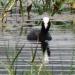 Bird Watching Spot  Khadakwasla Lake