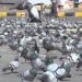Pigeons Chowk in Medina city