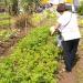 Horta Orgânica Saúde e Vida na São Bernardo do Campo city