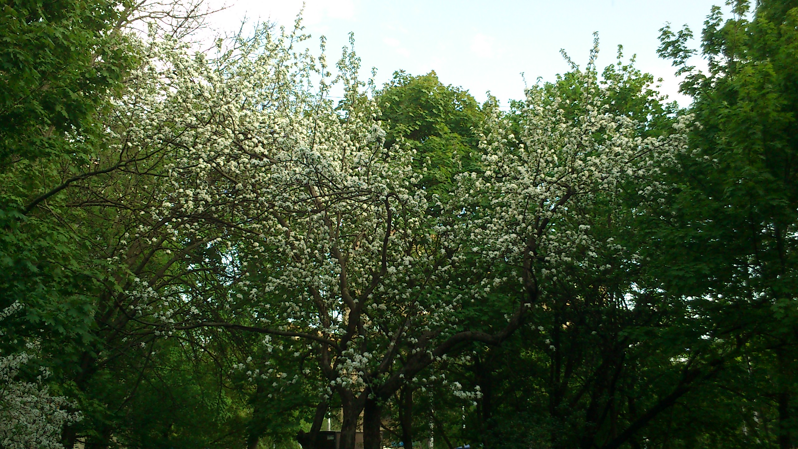 Фотографии КУЛИНАРИИ ЯБЛОНЬКА