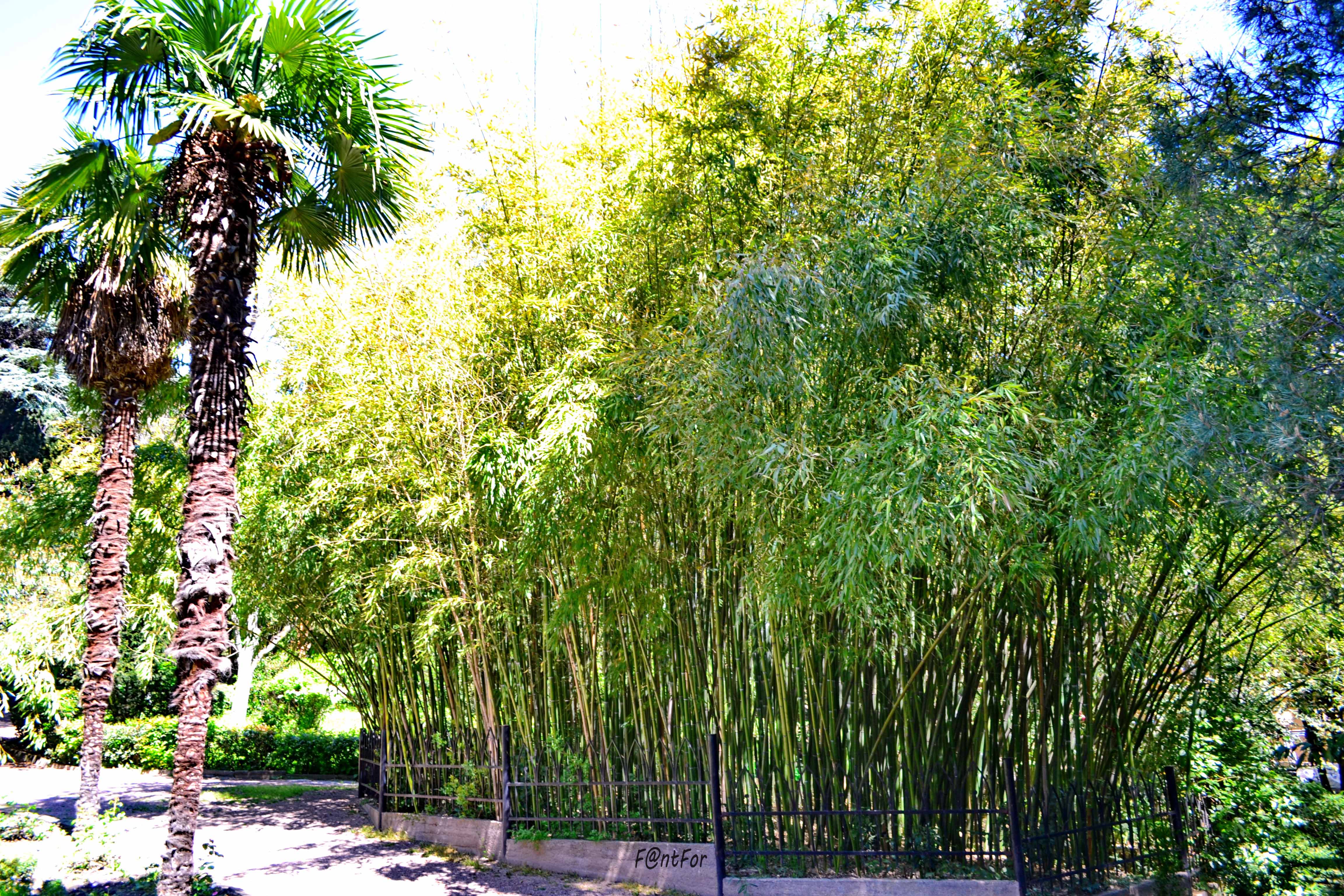 Анапа бамбуковая роща