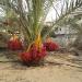 House Of Dr. Kamal Madi (Abu Belal) in Khan Yunis City city