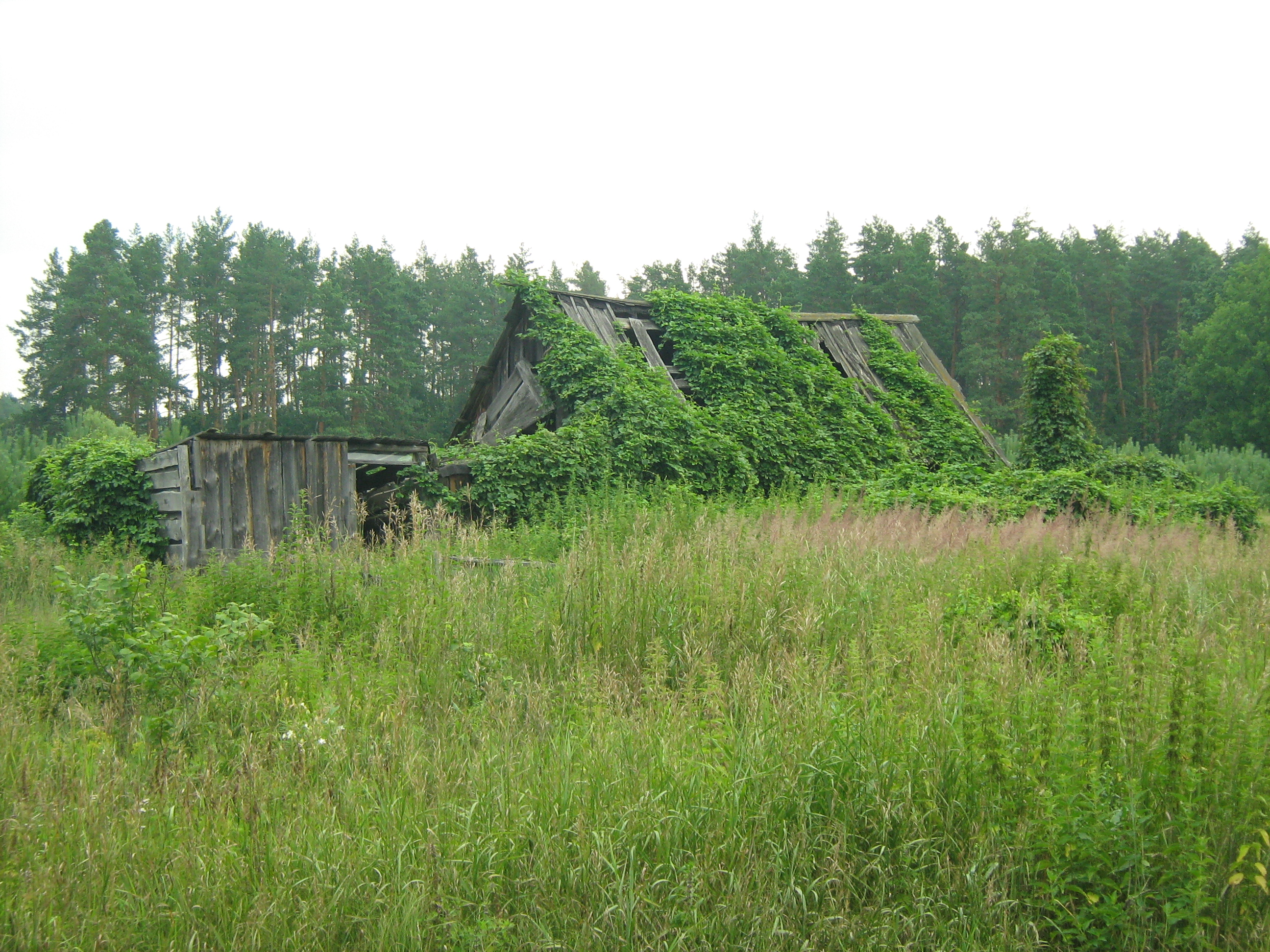 Деревня Виникляй Тамбовская область
