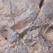 Neolitic petroglyphs