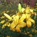 M A PATIL GMT PLOTS  172 .173 NEAR KARIYAMMA DEVI SISTERS TEMPLE in Hubballi (Hubali) city