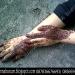 HENNA HANUM (en) di kota Bondowoso