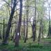 Stary cmentarz in Gdynia city
