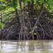 KANOPI Mangrove waterways