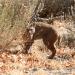 Big Morongo Canyon Preserve