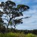 Плато Хортона (Horton Plains)