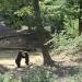 Bear Sanctuary Zarnesti