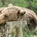 Bear Sanctuary Zarnesti