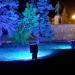 Деревья с синей подсветкой в городе Тверь