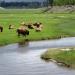 National Park Meadow - Madison River