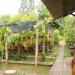 Jardin de bonsai Sau Giao