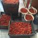 new wegitable market and frute market