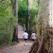 Bosque Municipal Manoel Júlio de Almeida