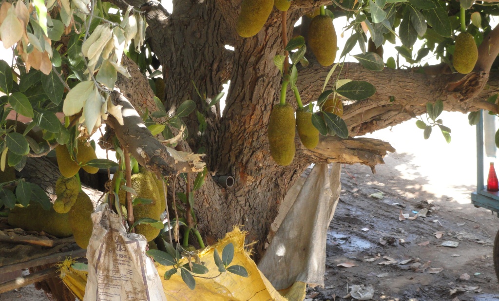 Kathal Tree Karauli kathal-tree-karauli