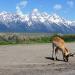 Park Narodowy Grand Teton