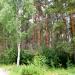 Лесной массив в городе Пушкино