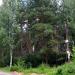 Лесной массив в городе Пушкино