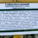 Софора Ушакова в городе Севастополь