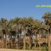نخلستان قصرشیرین (fa)
