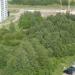 Лес в городе Череповец