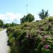Rosehip bushes in Imatra city