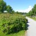 Rosehip bushes in Imatra city
