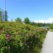 Rosehip bushes in Imatra city