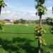 sawah wirosaban di kota Yogyakarta