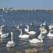 Смотровая площадка (Место кормления лебедей и уток) в городе Евпатория
