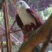 Mas Sugi Bakul Manuk bpkne Fajar,Fitri (sory Jar sing nulis Om Parno) (id) in Klaten city