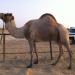 موقع شاهين بالحسيني العفاري (ar) in Al Ain city