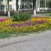 Клумба в городе Гомель