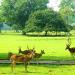 Bogor Botanical Garden