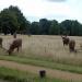 Richmond Park