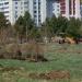 Яблоневый сад в городе Комсомольск-на-Амуре