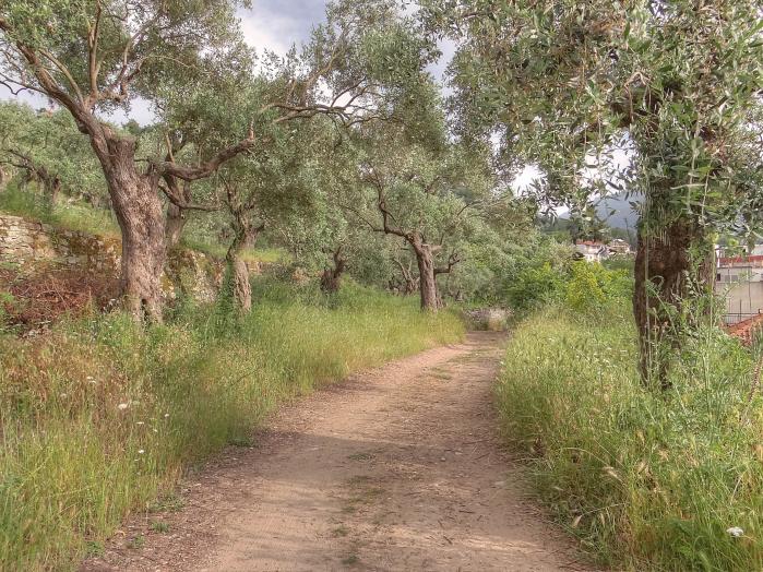 ancient-ruins-thasos-archaeological-site-interesting-place