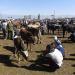 Livestock Market