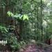 Perdayan Forest (Bukit Patoi) Recreation Park