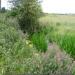 Dartford Marshes