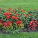 Rose garden in Budapest city