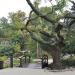 Japanese garden in Budapest city